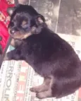 Não tem