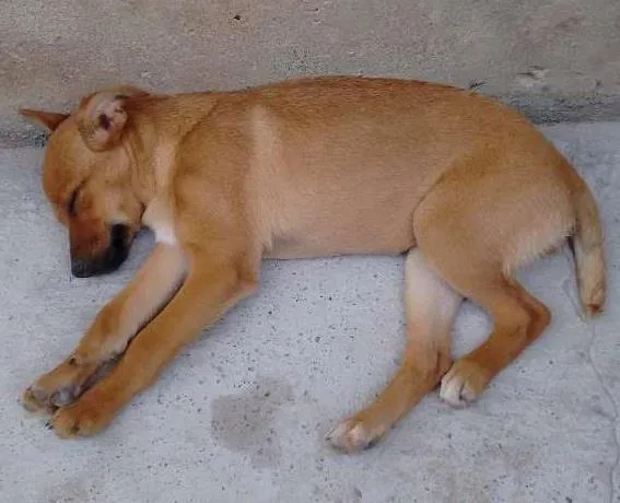 Cachorro ra a Vira lata  idade 2 a 6 meses nome Sem nome