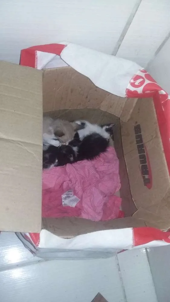 Gato ra a  idade Abaixo de 2 meses nome gatinhos