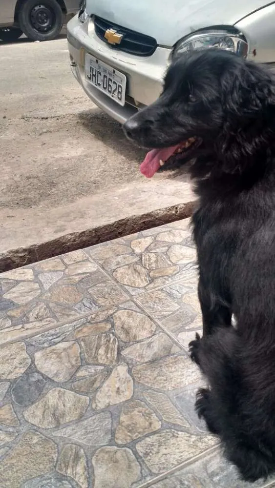 Cachorro ra a Koquer com  idade 4 anos nome Duque