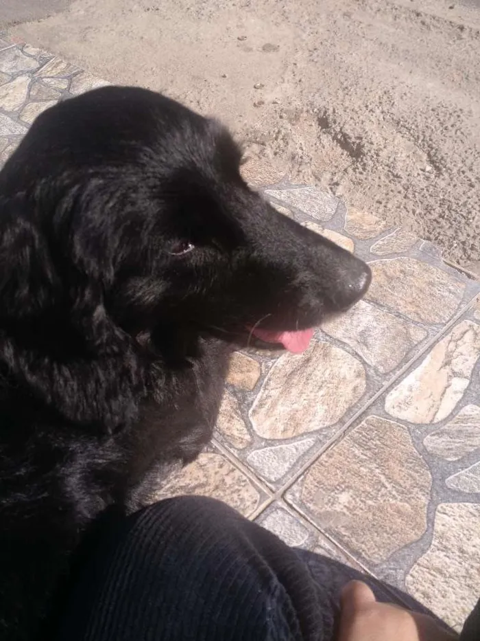 Cachorro ra a Koquer com  idade 4 anos nome Duque