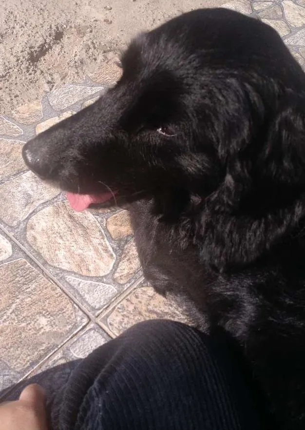 Cachorro ra a Koquer com  idade 4 anos nome Duque