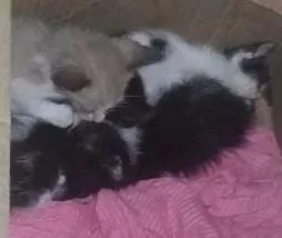 Gato raça  idade Abaixo de 2 meses nome gatinhos