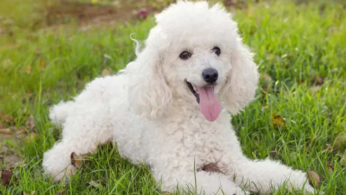 Cachorro raça Poodle idade 3 anos nome belinha