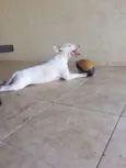 argos 