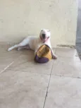 argos 
