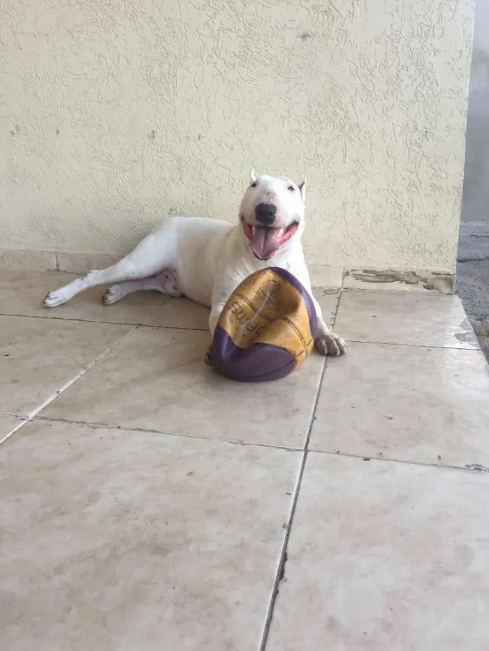 Cachorro raça bull terrerier idade 2 a 6 meses nome argos 