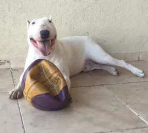 Cachorro raça bull terrerier idade 2 a 6 meses nome argos 