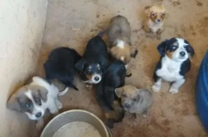 Cachorro raça SRD idade Abaixo de 2 meses nome sem nome