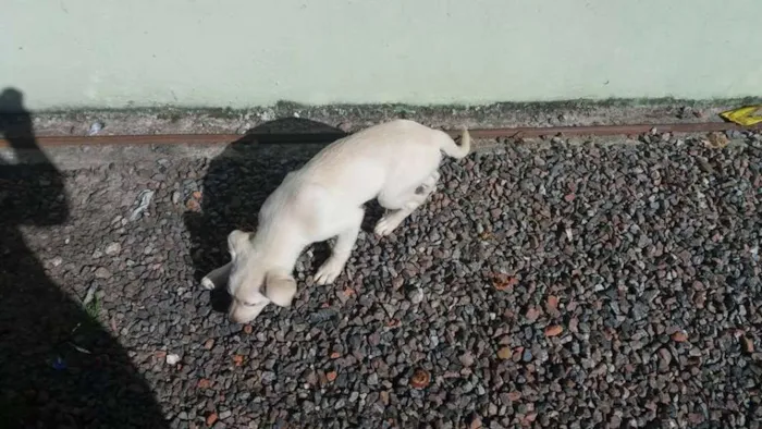 Cachorro ra a Vira-lata idade 2 a 6 meses nome Sem nome