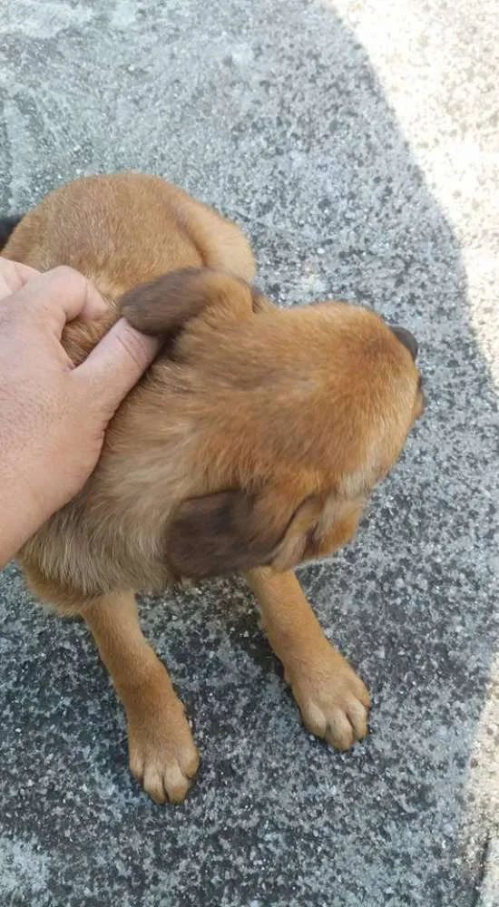 Cachorro ra a Vira-lata idade 2 a 6 meses nome Sem nome