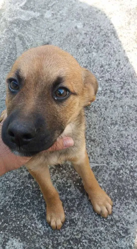 Cachorro ra a Vira-lata idade 2 a 6 meses nome Sem nome