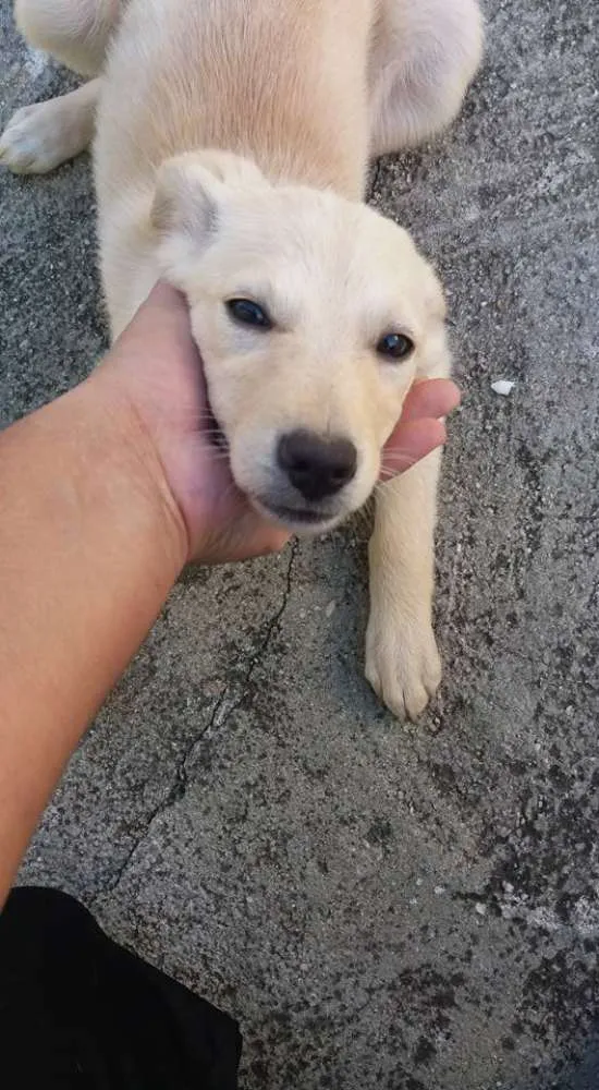 Cachorro ra a Vira-lata idade 2 a 6 meses nome Sem nome