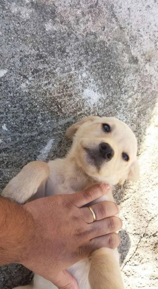 Cachorro ra a Vira-lata idade 2 a 6 meses nome Sem nome