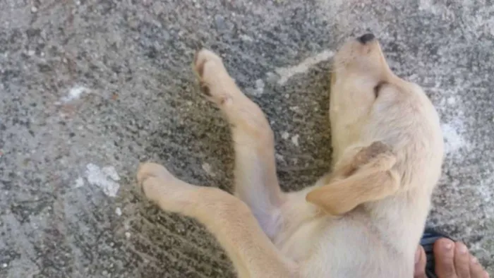 Cachorro ra a Vira-lata idade 2 a 6 meses nome Sem nome