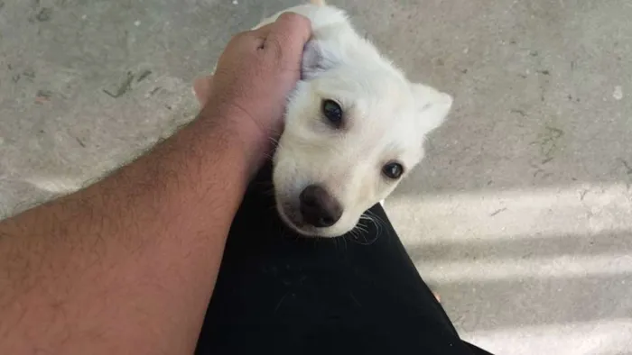 Cachorro ra a Vira-lata idade 2 a 6 meses nome Sem nome