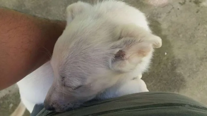 Cachorro ra a Vira-lata idade 2 a 6 meses nome Sem nome