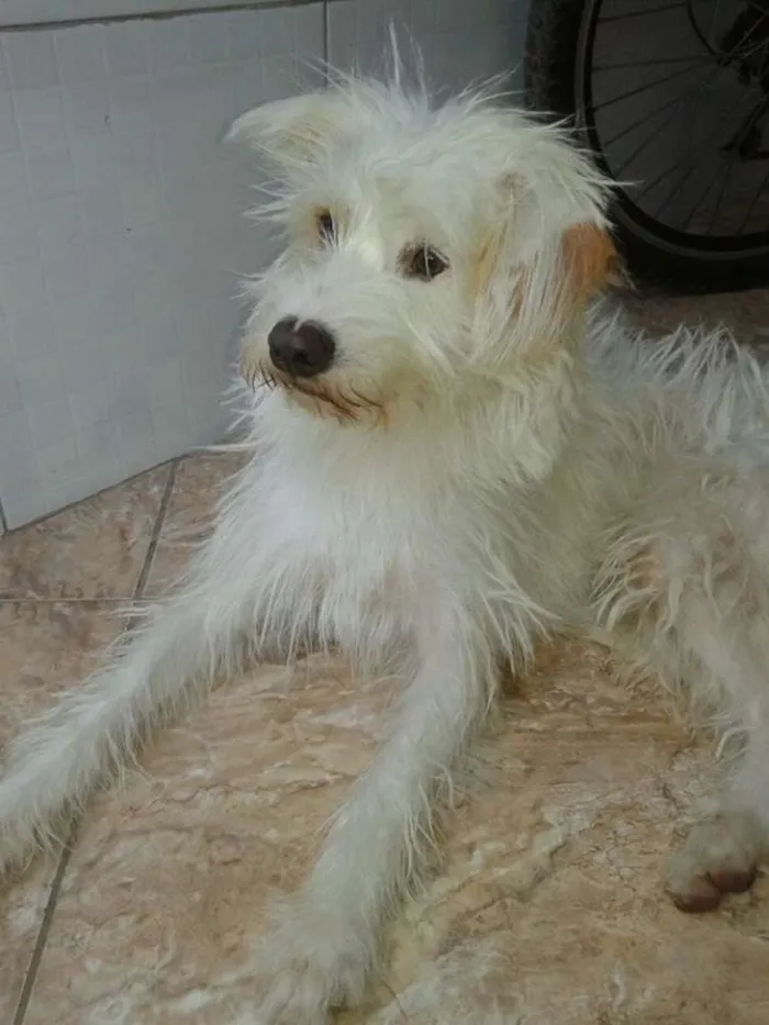 Cachorro ra a Poodle idade 2 anos nome betholven GRATIFICA