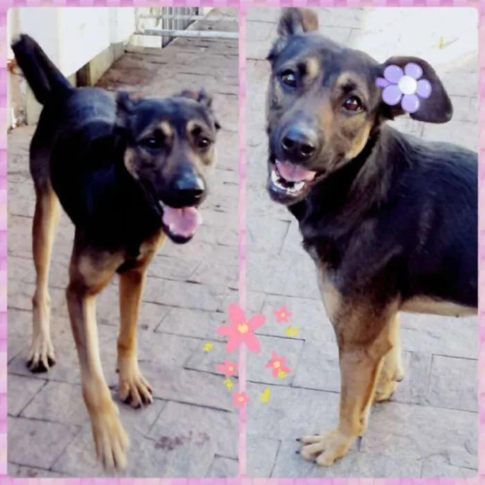 Cachorro raça  idade 1 ano nome Salomé