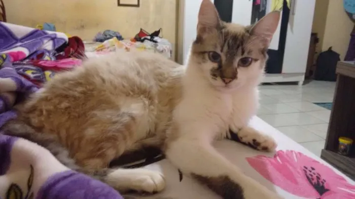 Gato ra a Não siamesa idade 1 ano nome Mya