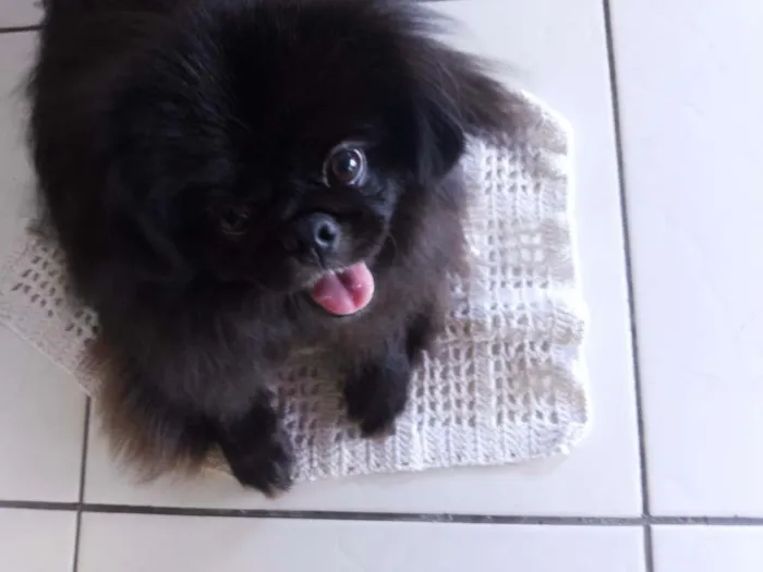 Cachorro ra a Pequinês idade 2 anos nome China