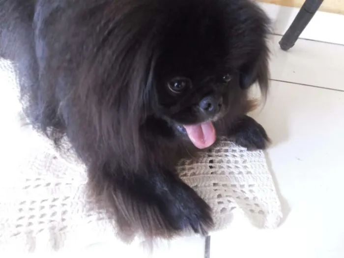 Cachorro ra a Pequinês idade 2 anos nome China