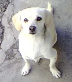 Cachorro raça SRD idade 1 ano nome RAPOSINHA
