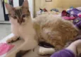 Mya