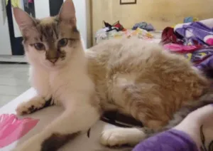 Gato raça Não siamesa idade 1 ano nome Mya