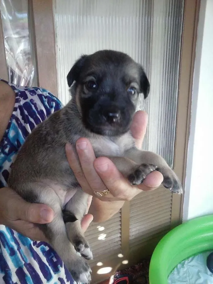 Cachorro raça Srd idade Abaixo de 2 meses nome Sem nome