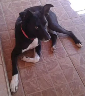 Cachorro raça Vira-lata idade 2 anos nome Boris