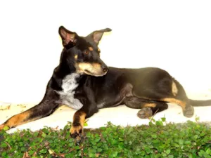 Cachorro raça SRD idade 7 a 11 meses nome Bono Vox