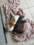 Tulipa e Lilica