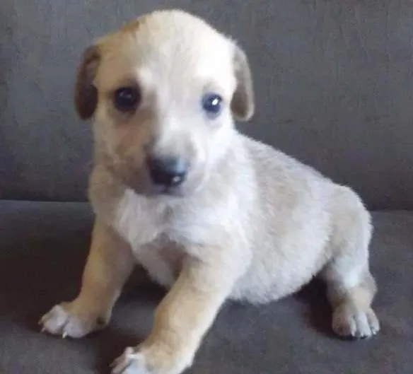 Cachorro ra a  idade Abaixo de 2 meses nome sem nome