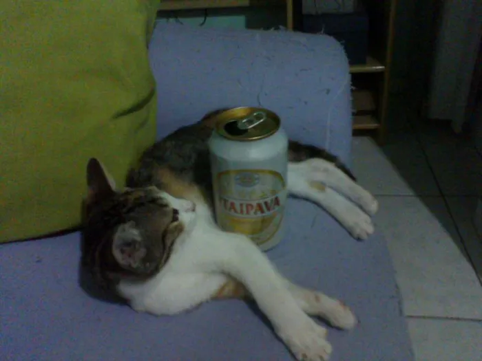 Gato ra a  idade  nome gatos