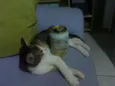 gatos