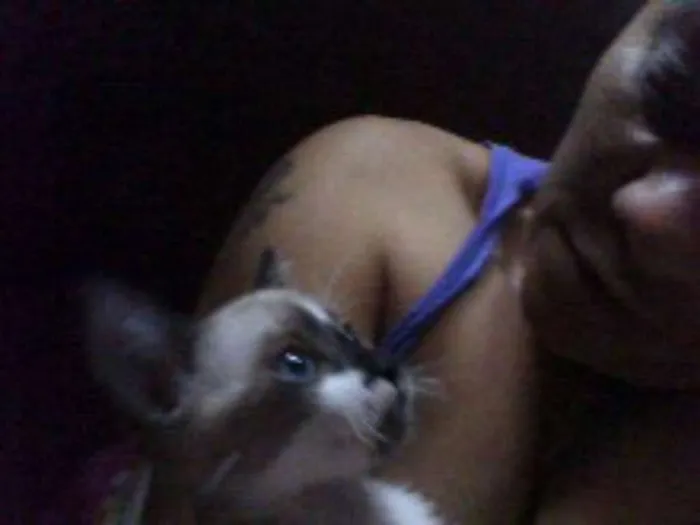 Gato ra a  idade  nome gatos