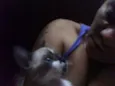 gatos