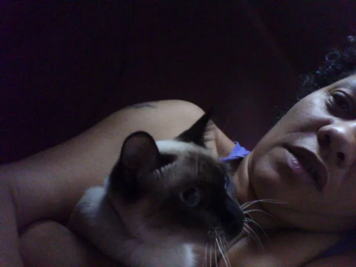 Gato ra a  idade  nome gatos