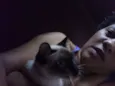 gatos