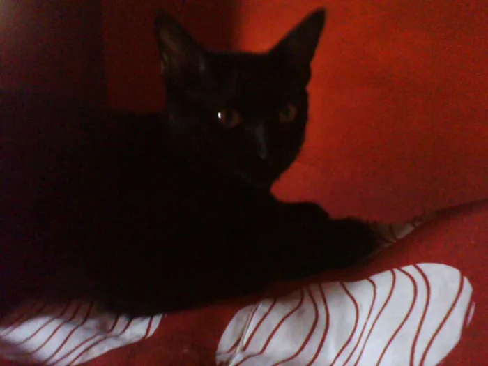 Gato ra a  idade  nome gatos