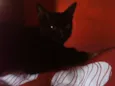 gatos