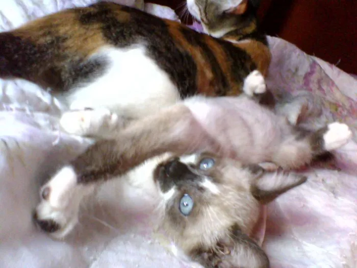 Gato ra a  idade  nome gatos