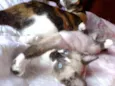 gatos