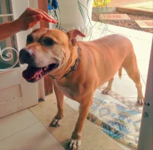 Cachorro raça Pitbull idade 6 ou mais anos nome Gaya
