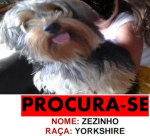 Cachorro raça Yorkshire  idade 3 anos nome Zezinho