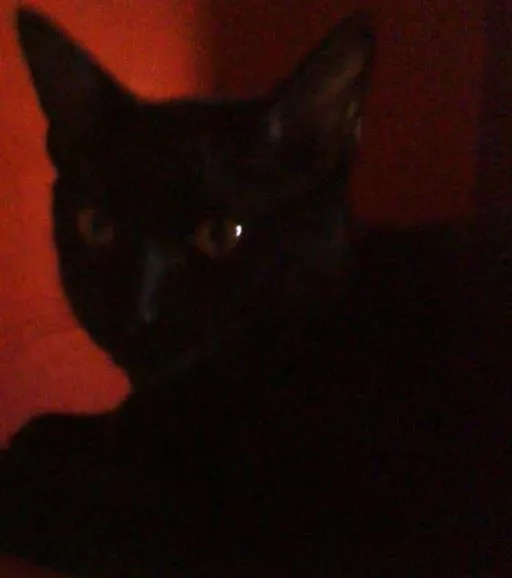 Gato ra a  idade  nome gatos