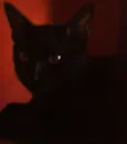gatos