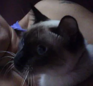 Gato raça  idade  nome gatos