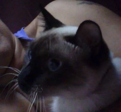 Gato ra a  idade  nome gatos